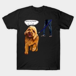 Cavapoo puppy dog - Taking my human for a walk - cavalier king charles spaniel poodle, puppy love T-Shirt